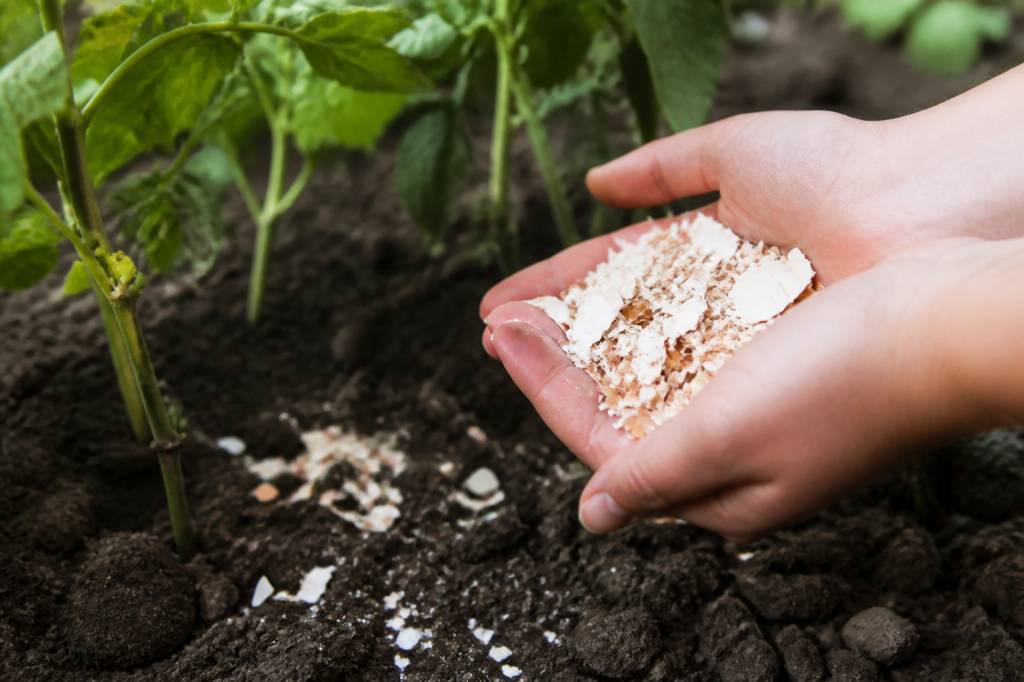 Que faire avec coquilles d'oeufs : astuces de recyclage et usages au jardin