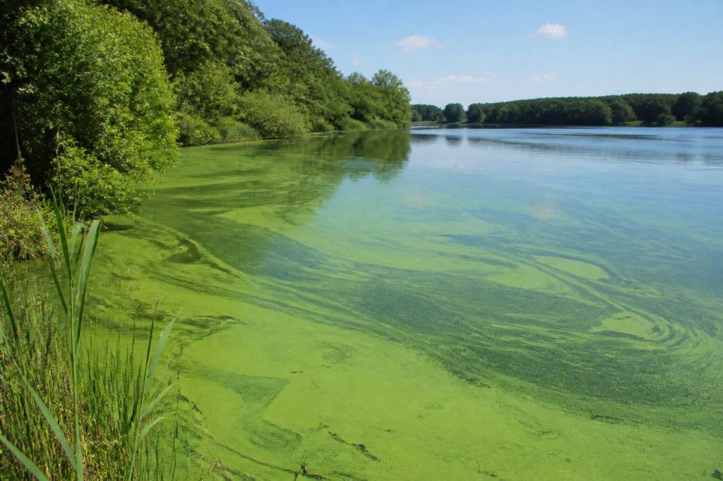 Eutrophication definition : causes, conséquences et solutions pour les milieux aquatiques