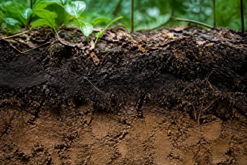 Qu'est-ce que l'humus et pourquoi est-il essentiel à la fertilité des sols